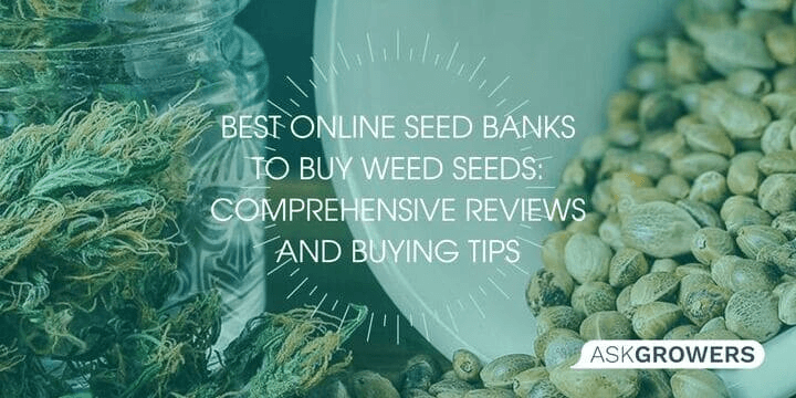 Best Online Seed Banks to Buy Weed Seeds: Comprehensive Reviews and Buying Tips